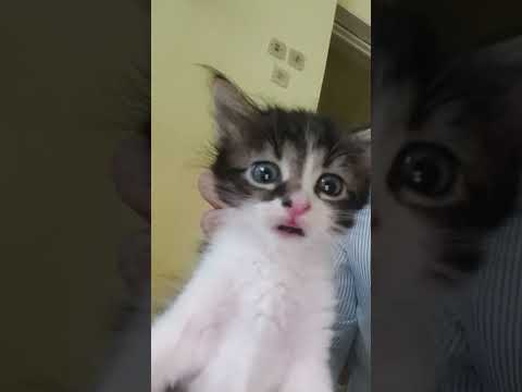 Kitten's Cute Voice to get more Food #funnykitten #funnycat #voice  #catsound