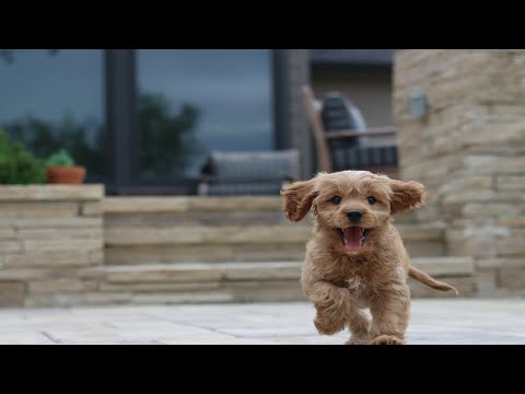 (2분 정보) 강아지가 헥헥거리는 이유들