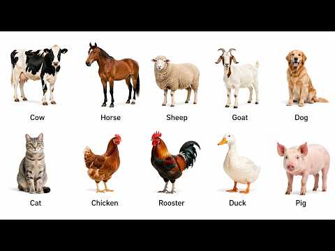 Learn Animal Sounds for Kids 🐴 | Farm Animals for Toddlers 🦆🐷✨