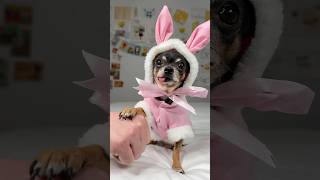 How cute is this Easter bunny chihuahua Maya? 🥰