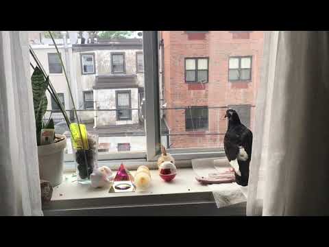 Rescue Pigeon Jennifer Visitation Hour