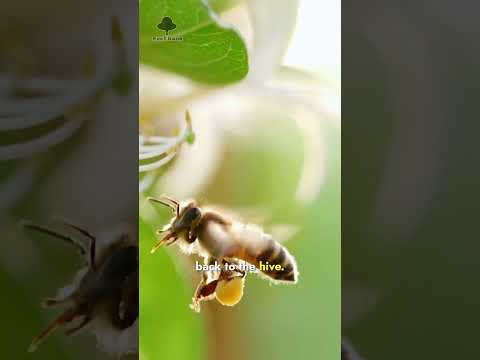 Fun facts about Honey Bees | Honey Bees Recognize Human Faces | Fact Bank
