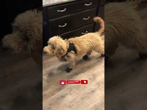 My Dogs First Time Trying on Hiking Shoes-Goldendoodle #hiking #dogs #viral #funny