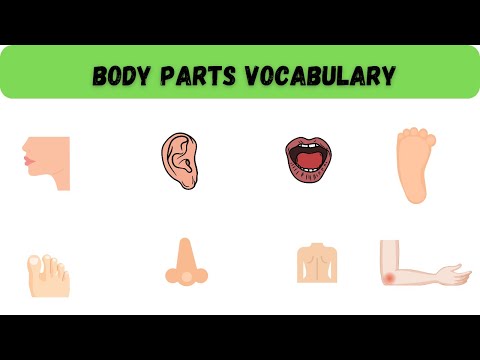 Body Parts Vocabulary in English | Learn Vocabulary | Learn English