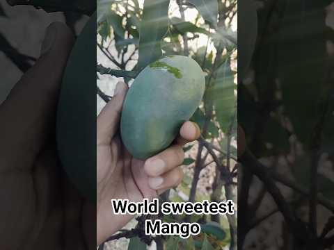 #shorts #mangogarden #trending #mango #reels #reel #remix