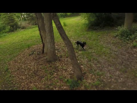 Ran my lipo down to 19v!!!! Woods Run!Getting chased by my Belgian Malinois