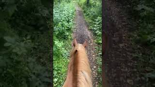 Chilled walk 🥰 #equestrian #horse #horseriding #viral #hackingout