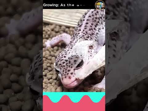 Watch Leopard Gecko Shedding Its Skin! 🦎✨ #leopardgecko