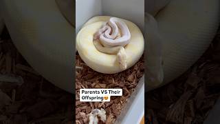 PARENT Ball Python VS BABY Ball Python😍🔥