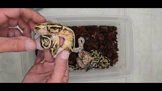 Ball Python Clutch 2025-15 Update 