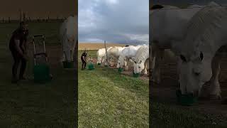 лошади кони аттар жылкы otlar horse cavalo кормление серые белые надо смотреть красота