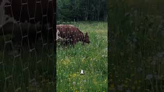 What is Virtual Fencing for Cows? #short #fact #quickfacts #quickmind