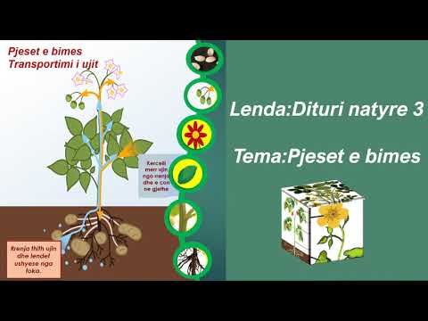 Tema:Pjeset e bimes  Lenda:Dituri natyre