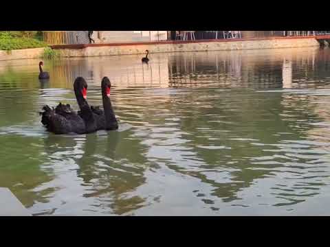 Black Swan in Hefai Anhui China