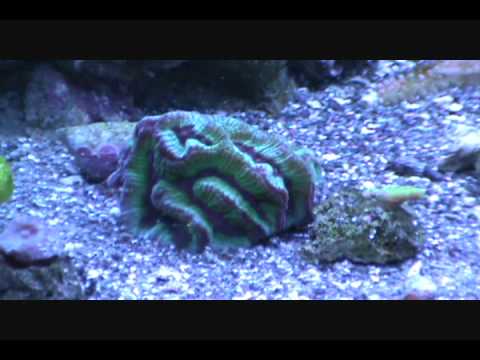 20 Gallon Reef Tank Day 57