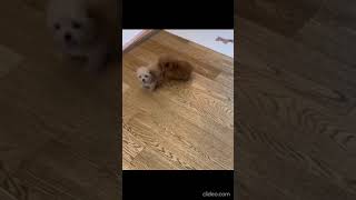 puppy vs puppy so unbelievably cute |  Puppy | Cute Stuff