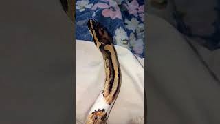 #snake #viralvideo #foryou #reptiles #animals #fypシ#piedballpython
