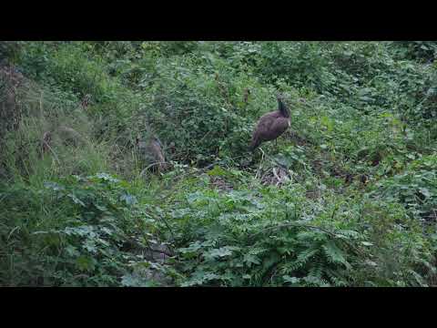 3 peacock in Electronic City Bangalore