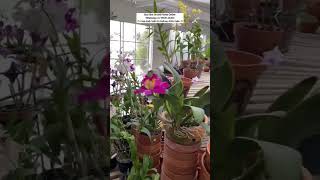 Buy Rare Orchid Plants Online #orchid #flowers #orchidslover #plants #orchidcare #gardening #seeds