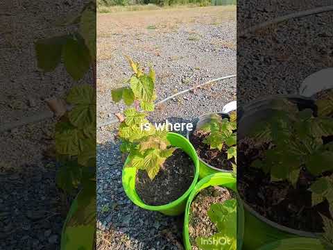 You put your raspberry patch where?