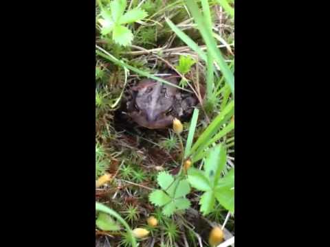 Toad