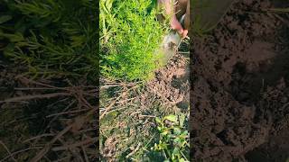 #agritools #farmer life #tonglufeng #agriculture #agritool #youtubeshorts #viral