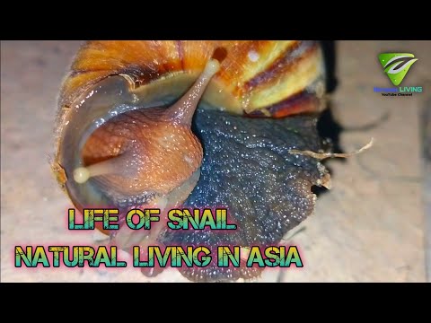 Life of Snail in a night #Snail #Natural Living in Asia 🌏🌿❤️ 2025