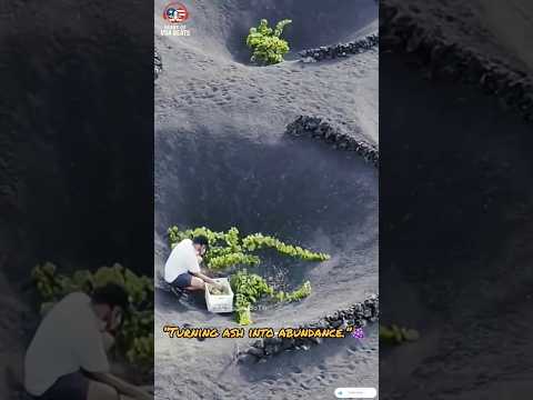 grapes | 🍇 " Spain’s Canary Islands" #farming #viral #trending