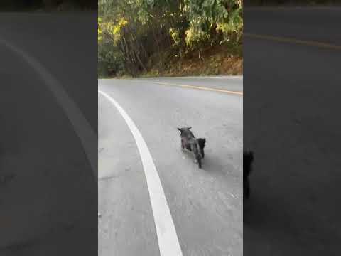 Dog chasing me up the mountain (Samoeng Chiang Mai)