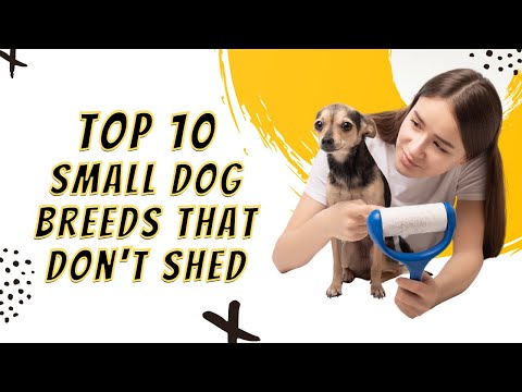 Top 10 Small Dog Breeds That Dont Shed [NO FUR LOSS]