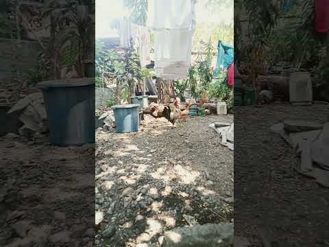 The Rooster in the Backyard  #shorts #ytc   #rooster in the backyard