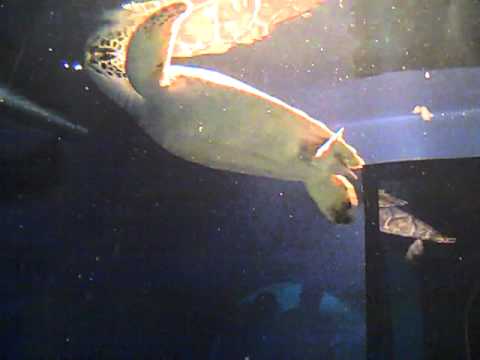 Sea Turtle Aquarium of the Americas