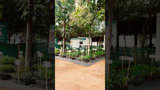 🌱Isha Nursery 🌿 | Erode | #shorts #plants #gardening #erode