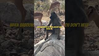 Baboon minding his own business: 😂#BaboonVibes #WildlifeFun #NatureComedy #safarinest