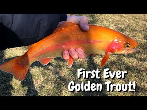 First Ever Golden Trout! New Catch!