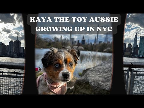 kaya the toy aussie puppy growing up in new york city