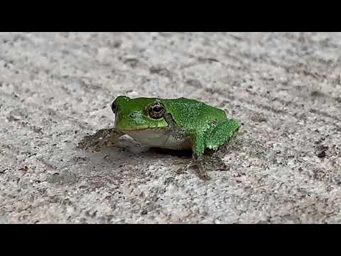 Tree Frog