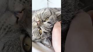 4 False Facts About Cats