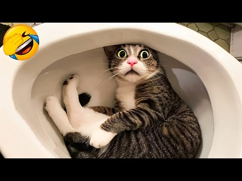 Hilarious animals will make you laugh uncontrollably 😂