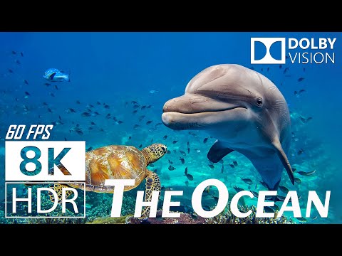 Breathtaking Underwater World – Explore the Ocean's Hidden Beauty