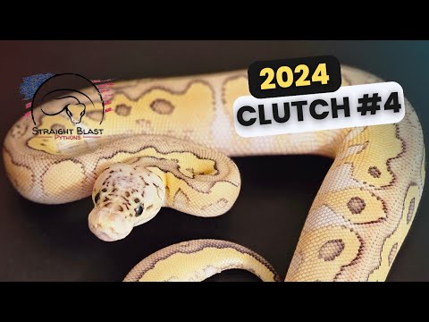 Fourth Clutch of the 2024 Season! Can We Finally Hit Some Clowns??? (Clutch 2404)