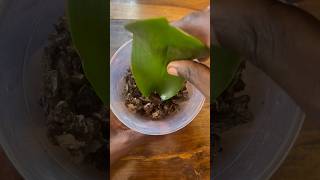 Trying to Propagate orchids from a leave #orchid