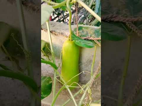 लौकी कि हार्वेस्टिंग #shorts