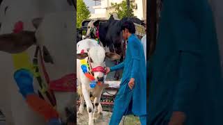 Unloading cow from car #qurbani2025