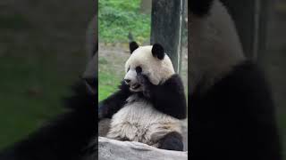 #PandaClub #Shorts #panda #CutePandas #FunnyPandas #PandaLovers