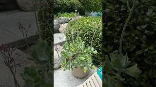 My MorningRoutine #CoffeeLover #NatureWalk #WorkVibes #MorningVibes #WorkFromAnywhere