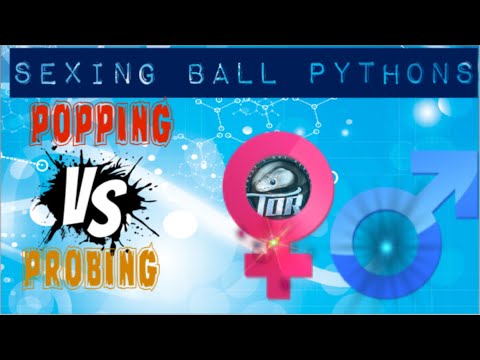 How to sex BALL PYTHONS