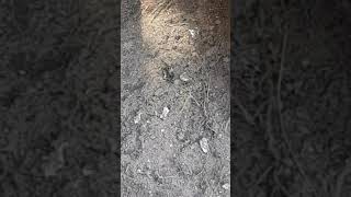 Bee fight gone viral