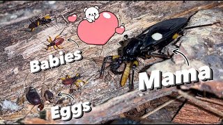 I created a MANSION for my Assassin Bugs family !!!