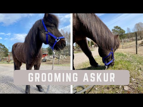 A day at the yard | Grooming Askur 🐴